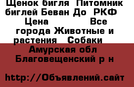 Щенок бигля. Питомник биглей Беван-До (РКФ) › Цена ­ 20 000 - Все города Животные и растения » Собаки   . Амурская обл.,Благовещенский р-н